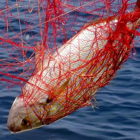 Seaside Secluded Cove Rasohatica, Korcula - 5453 *
