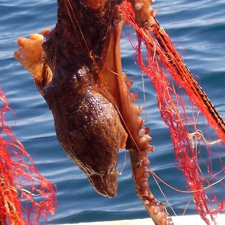 Seaside Secluded Cove Rasohatica, Korcula - 5453 شقة