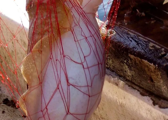 公寓 Seaside Secluded Cove Rasohatica, Korcula - 5453